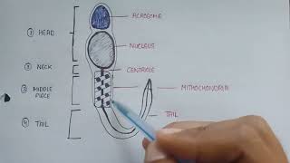 Structure of sperm in English  parts of sperm  labelled diagram of sperm  sperm structure [upl. by Barnabe]