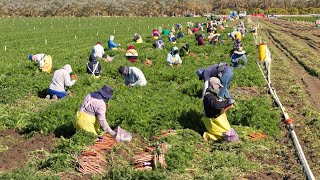 How American Farm Workers Harvest Millions Of Tons Of Vegetables  Farming Documentary [upl. by Wong]