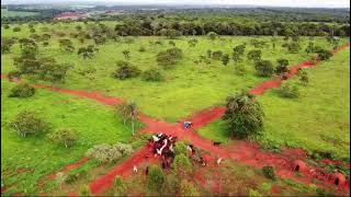 Fazenda a venda 118 hectares Morada Nova de MinasMG [upl. by Swihart4]