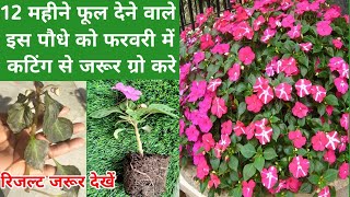 Shade Loving Flower Plant Impatiensफरवरी में Impatiens को कटिंग से जरूर लगाएंImpatiens Propagation [upl. by Marta]