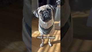 You’re the one🤍🐾dog pug pets shortvideo shorts [upl. by Kadner]