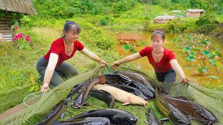 Harvesting many carp in lotus ponds and rice fields to sell at the market  Poultry care [upl. by Vassaux119]