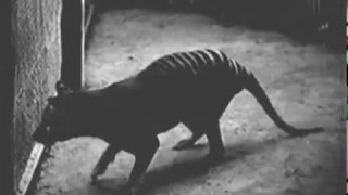 Collection of all known footage of Thylacines at Hobart Zoo Tasmania as of May 2017 [upl. by Iduj858]