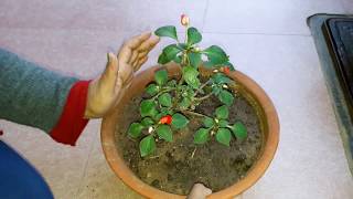 Impatiens Plant Care  Fun Gardening  19 Dec 2017 [upl. by Kerat]