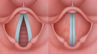 ¿Sabes cómo funcionan tus cuerdas vocales [upl. by Aciret]