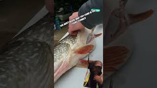 fishing fisherman fishermen bait bluegill crappie [upl. by Billi]