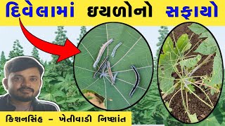 દિવેલા માં લશ્કરી ઈયળ કાતરા ઘોડિયા ઈયળ નુકસાન અને નિયંત્રણ [upl. by Yarak]