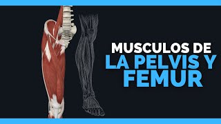 ✅MUSCULOS DE LA PELVIS Y FEMUR  Gluteo Vasto lateral Femoral Aductores  Anatomia en Enfermeria [upl. by Cleaves907]