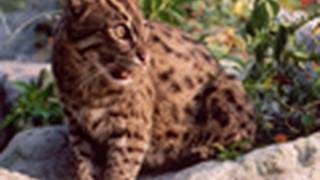 FISHING CAT Species Spotlight  Big Cat TV [upl. by Nawak]