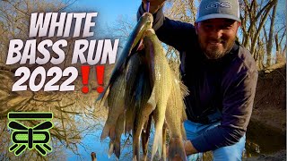 How to find WHITE BASS in the CREEKS❓ Best bait and technique [upl. by Blackburn]