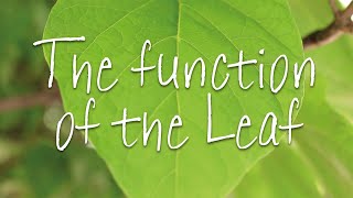 The Function of the Leaf [upl. by Chace433]