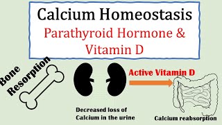 Calcium homeostasis Parathyroid hormone and Vitamin D [upl. by Zachar]