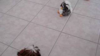 Shih Tzu puppy Lacey barking and playing with Furby 😂 [upl. by Ulises]