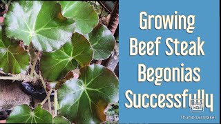 How to Grow Beef Steak Begonia Successfully beefsteakbegonia begoniacare hntvbaguio [upl. by Maison886]