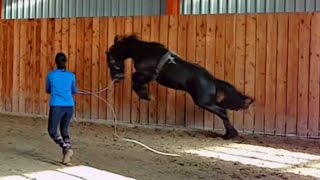 Lunge a stallion for the first time Friesian Horse [upl. by Orual]