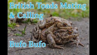 British Toads Mating amp Calling  Bufo Bufo Common Toad in Spring [upl. by Ytak]