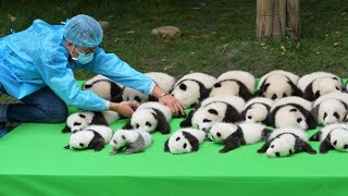 Cutest baby Panda Videos Compilation Cute moment of the Animals  Cutest Pandas [upl. by Ainaznat47]