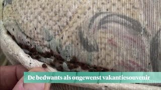 Bedwants rukt op ongewenst vakantiesouvenir  Z TODAY [upl. by Aneba]