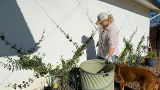 Fixing the Espalier RIP Star Jasmine 🥲 [upl. by Rees394]