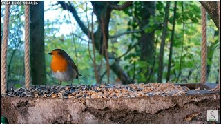 Rudzik Erithacus rubecula chyba w złym humorze Ogród w Münsterland Niemcy 08112024 [upl. by Bolling830]