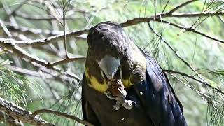 Nature’s Bond The Glossy Black Cockatoo amp the Casuarina Seed [upl. by Lipman]