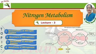 Nitrogen fixation  Biochemistry of Nitrogen fixation [upl. by Stulin]