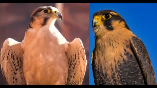 Falconry Aplomado falcon vs Lanner falcon [upl. by Ashok511]