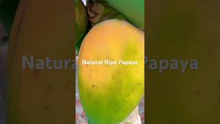 quotWatch Papaya Ripen Naturally  From Green to Sweet Orangequot urbanfarmingadventure fruit nature [upl. by Scevo]