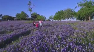 Texas Bluebonnets  2016 [upl. by Domela]