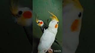 Cockatiel love selfie ayushisworld1 pet bird cockatiel birdscolony cockatielbird [upl. by Alamaj119]