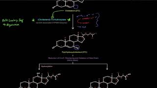 Bile Acids  Bile Salts Synthesis and Conjugation free sample [upl. by Minta]