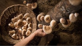 Os 7 Benefícios do Cogumelo Shiitake Para Saúde  Dicas de Saúde [upl. by Nivahb]