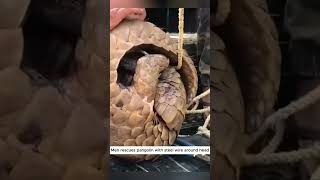 Men rescues pangolin with steel wire around head pangolin animals short [upl. by Urata15]