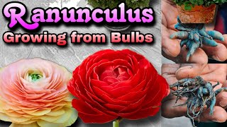 Ranunculus को बल्ब से उगाने का एकदम सीक्रेट तरीका  Ranunculus को कब और कैसे लगाएं renunculus [upl. by Seve689]