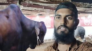 Kamran Saman Cattle Farm per Vlog bana liya  Jameel Memon Society [upl. by Boony]