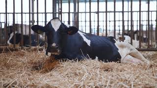 CowManagers Nutrition Module Insights in Feed and Transition Management [upl. by Navnod]