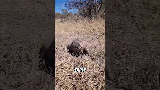 Pangolin are Unique pangolin wildlife animals facts nature [upl. by Deeyn]