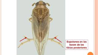 12 Hemiptera Familias [upl. by Power]