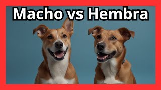 🔍 Descubre las 7 Diferencias Clave entre Perros Machos y Hembras 🐾 [upl. by Llenyr]