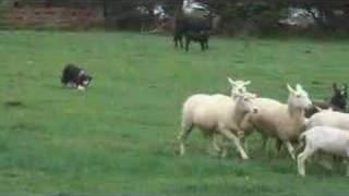 Border Collie Herding Sheep [upl. by Boelter501]