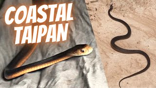 COASTAL TAIPAN The Ultimate Snake  Poona [upl. by Nalced814]