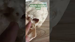 Atlanto occipital joint draqilshah viralvideos anatomy viral youtubeshorts shortsvideo short [upl. by Fran]