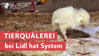 Tierquälerei bei Lidl hat System [upl. by Auston]