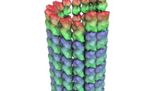 How a Microtubule Builds and Deconstructs [upl. by Dimah]