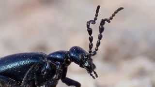 Fantastische Tiere  Der skurile Maiwurm Ölkäfer NATURVIDEO [upl. by Nhor]