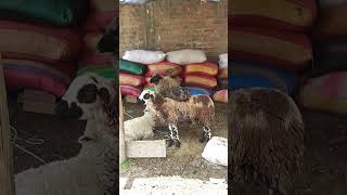 aves corral GALLINAS MONTADOS SOBRE LA OVEJA 🐑 [upl. by Warthman]