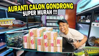 UNBOXING 10 AURANTI CALON GONDRONG MURAH [upl. by Hinze]