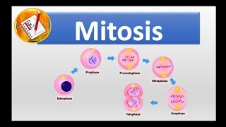 Mitosis  All Stages Simplified [upl. by Gran]