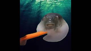 Pufferfish funny carrot meme pufferfish carrot READ DESCRIPTION [upl. by Phineas349]