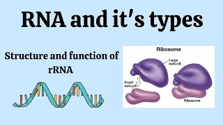 Structure and function of rRNA  Type of RNA molecularbiology microbiology msc bsc [upl. by Teagan]